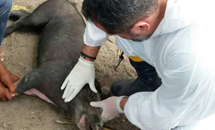 Pesquisa pretende prever possíveis pandemias provocadas pela relação do homem com os animais
. Foto: Adapar