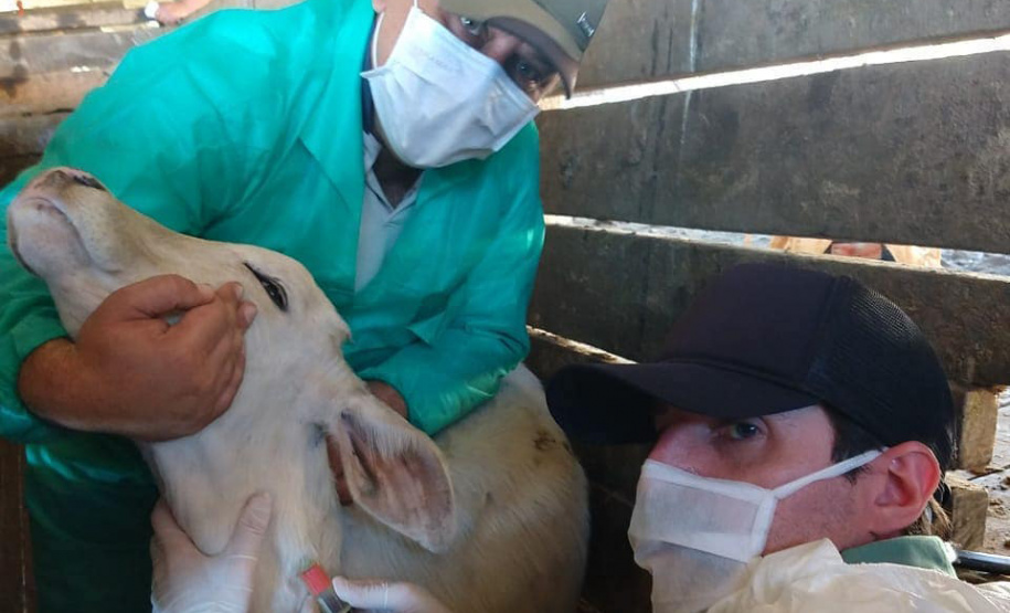 Pesquisa pretende prever possíveis pandemias provocadas pela relação do homem com os animais
. Foto: Adapar