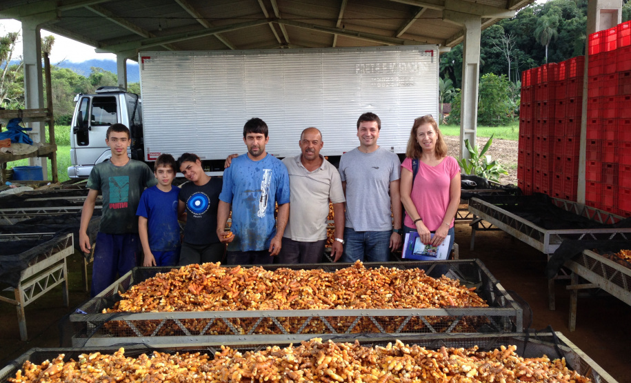 O município de Morretes já foi o maior produtor de gengibre do país, porém alguns problemas com o manejo e a concorrência com a produção da china fizeram a cultura declinar nos últimos anos