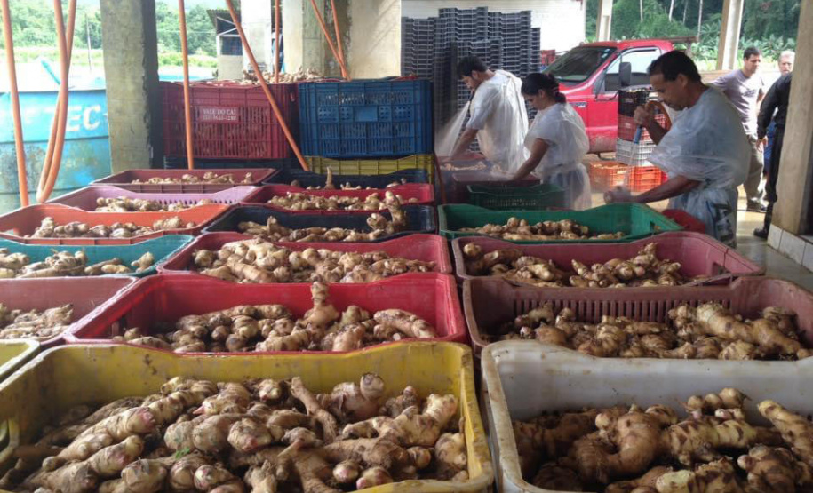 O município de Morretes já foi o maior produtor de gengibre do país, porém alguns problemas com o manejo e a concorrência com a produção da china fizeram a cultura declinar nos últimos anos