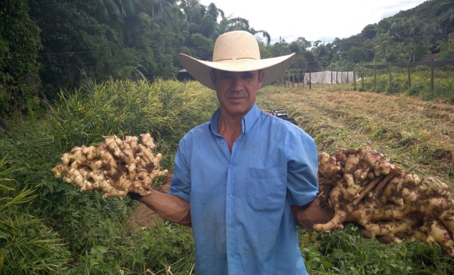 O município de Morretes já foi o maior produtor de gengibre do país, porém alguns problemas com o manejo e a concorrência com a produção da china fizeram a cultura declinar nos últimos anos