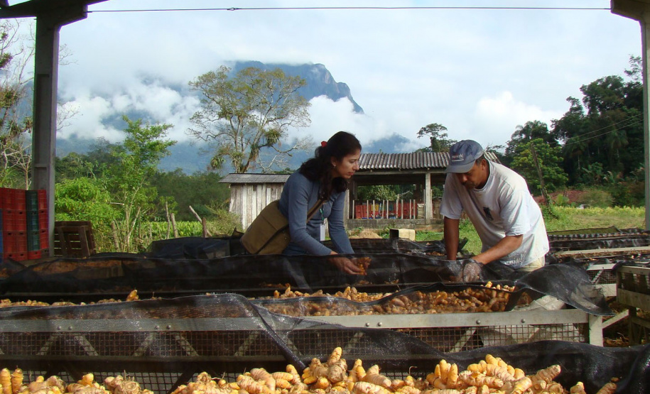 O município de Morretes já foi o maior produtor de gengibre do país, porém alguns problemas com o manejo e a concorrência com a produção da china fizeram a cultura declinar nos últimos anos