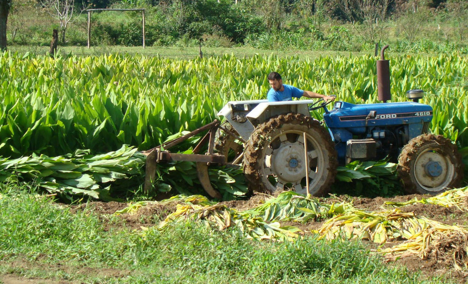 O município de Morretes já foi o maior produtor de gengibre do país, porém alguns problemas com o manejo e a concorrência com a produção da china fizeram a cultura declinar nos últimos anos