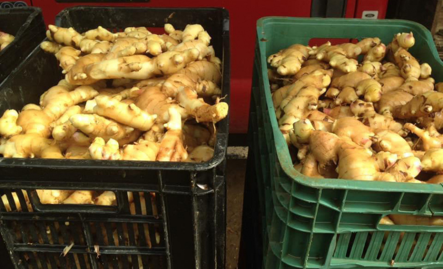 O município de Morretes já foi o maior produtor de gengibre do país, porém alguns problemas com o manejo e a concorrência com a produção da china fizeram a cultura declinar nos últimos anos