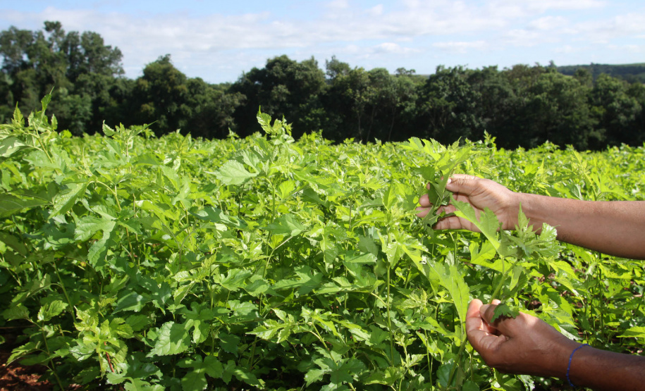 Bicho da Seda Sistema de Agricultura discute plano de combate integrado à deriva na sericicultura - Foto: Jonas OLiveira/Arquivo AEN