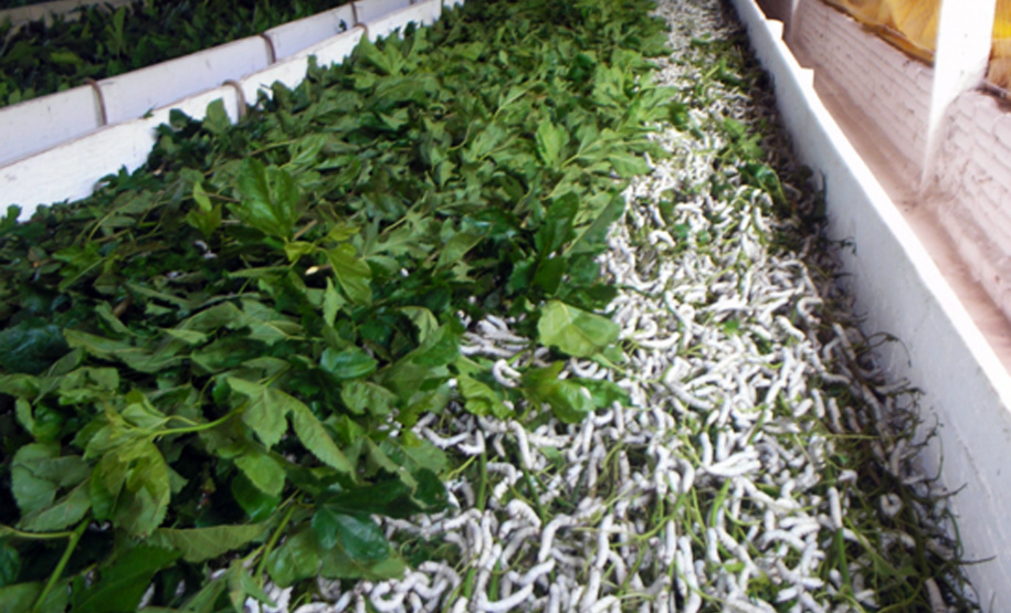 Sistema de Agricultura discute plano de combate integrado à deriva na sericicultura - Foto: Arquivo AEN