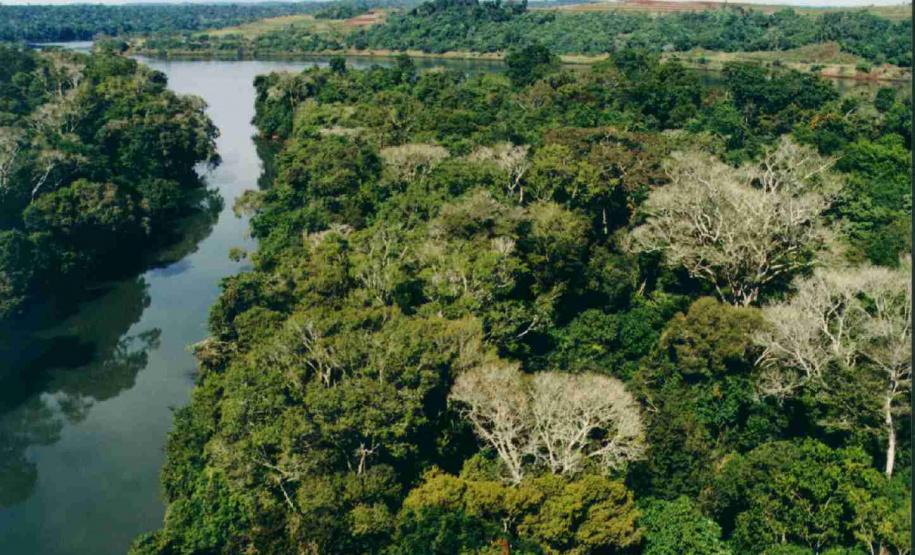 A retirada de espécies de vegetação exóticas em Áreas de Preservação Permanentes (APPs) no Estado do Paraná podem ser solicitadas através de Requerimento de Licença Ambiental, através da modalidade de Licença por Adesão e Compromisso (LAC).  -  Curitiba, 19/05/2021  -  Foto: Arquivo SEDEST