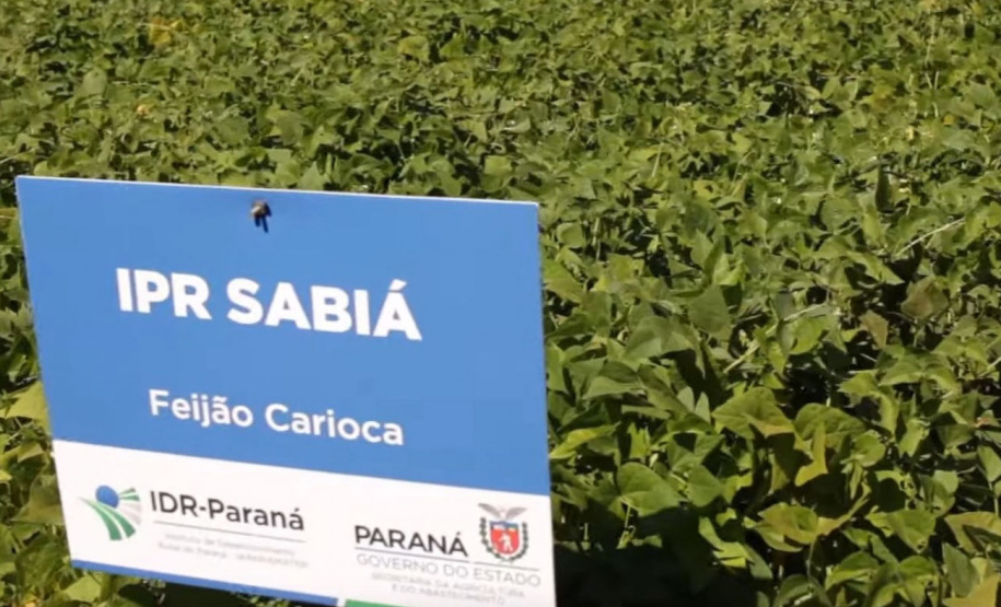 Vitrine Tecnológica do Feijão ganha versão virtual - Foto: IDR/EMATER