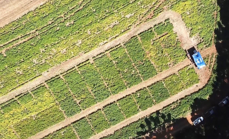 Vitrine Tecnológica do Feijão ganha versão virtual - Foto: IDR/EMATER