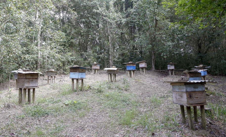 As exportações de mel, pelo Porto de Paranaguá, cresceram 31,65% neste primeiro quadrimestre, comparado com o período em 2020. O produto natural que deixou o país pelo terminal paranaense movimentou, de janeiro a abril, US$ 12,48 milhões. Quase toda carga exportada é produzida no próprio Estado, que está entre os três principais produtores do país. - Produção de mel
Ortigueira - Pr
Gilson Abreu/AEN