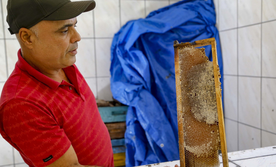 As exportações de mel, pelo Porto de Paranaguá, cresceram 31,65% neste primeiro quadrimestre, comparado com o período em 2020. O produto natural que deixou o país pelo terminal paranaense movimentou, de janeiro a abril, US$ 12,48 milhões. Quase toda carga exportada é produzida no próprio Estado, que está entre os três principais produtores do país. - Produção de mel
Ortigueira - Pr
Gilson Abreu/AEN