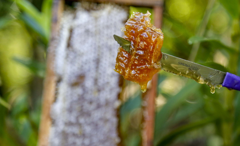 As exportações de mel, pelo Porto de Paranaguá, cresceram 31,65% neste primeiro quadrimestre, comparado com o período em 2020. O produto natural que deixou o país pelo terminal paranaense movimentou, de janeiro a abril, US$ 12,48 milhões. Quase toda carga exportada é produzida no próprio Estado, que está entre os três principais produtores do país. - Produção de mel
Ortigueira - Pr
Gilson Abreu/AEN