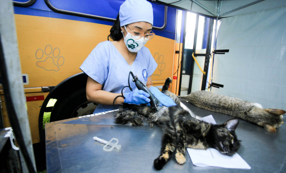 Projeto recebe recursos estaduais para esterilização de animais em ilhas no Paraná - Curitiba, 20/05/2021 - Foto: SEDEST