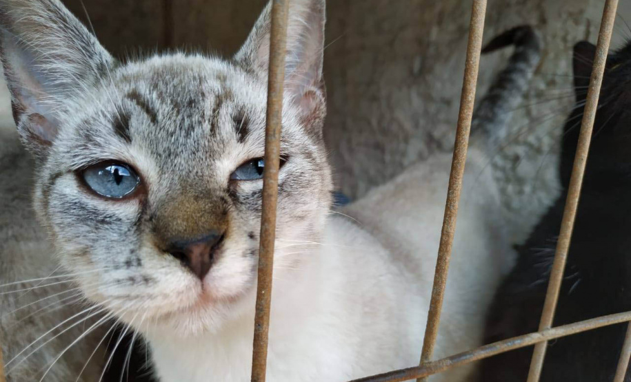 Projeto recebe recursos estaduais para esterilização de animais em ilhas no Paraná - Curitiba, 20/05/2021 - Foto: SEDEST