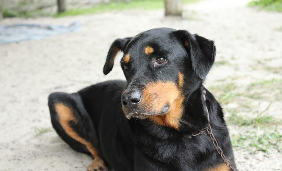 Projeto recebe recursos estaduais para esterilização de animais em ilhas no Paraná - Curitiba, 20/05/2021 - Foto: Briana Gomes/SEDEST