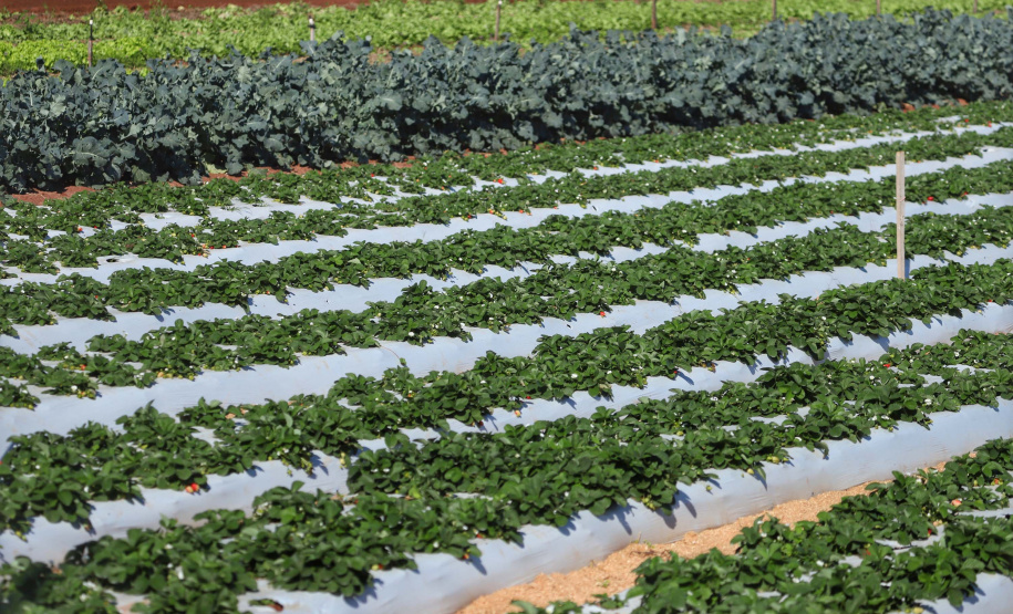 Agricultura Familiar - Foto: José Fernando Ogura