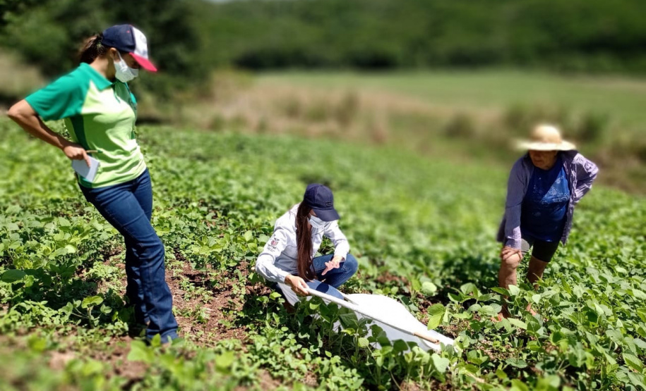 O serviço de Extensão Rural do Paraná completa 65 anos de atuação. Desde a criação do Escritório Técnico de Agricultura (ETA), em 20 de maio de 1956, profissionais de diversas áreas atuam para promover o desenvolvimento rural sustentável, coordenando, articulando e executando assistência técnica e extensão rural junto aos produtores. - Curitiba, 21/05/2021 - Foto: IDR/PR