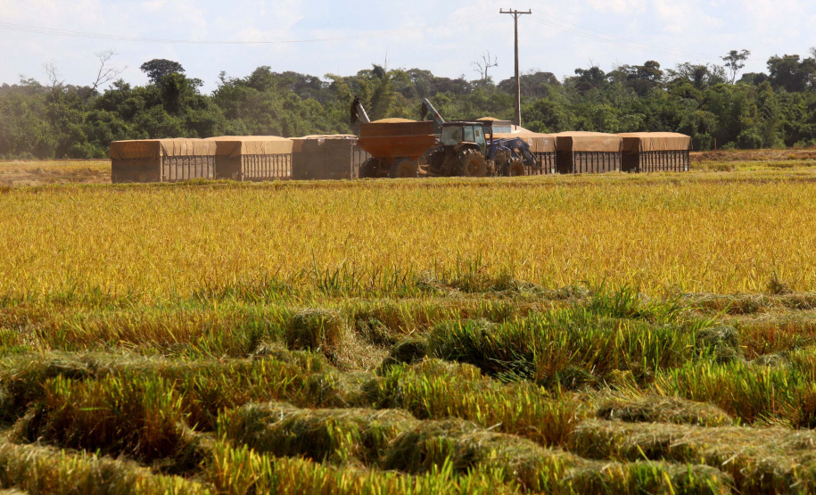 Colheita de arroz - Fazendas Volta Grande e Nova Brasília.Foto: Ari Dias/AEN