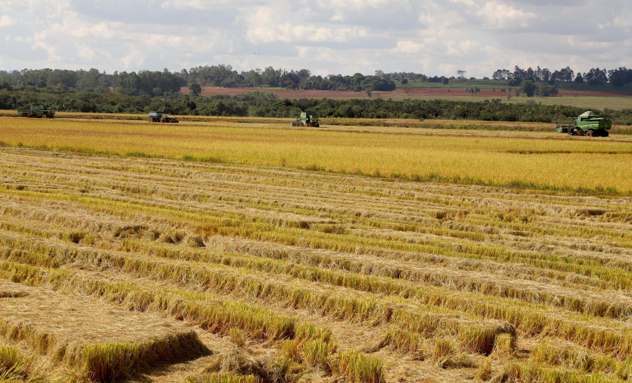 Colheita de arroz - Fazendas Volta Grande e Nova Brasília.Foto: Ari Dias/AEN