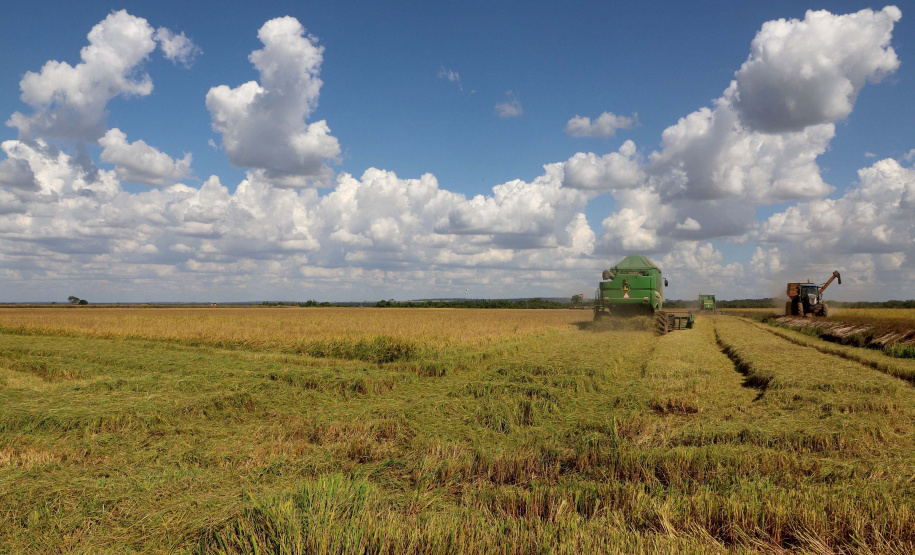 Colheita de arroz - Fazendas Volta Grande e Nova Brasília.Foto: Ari Dias/AEN