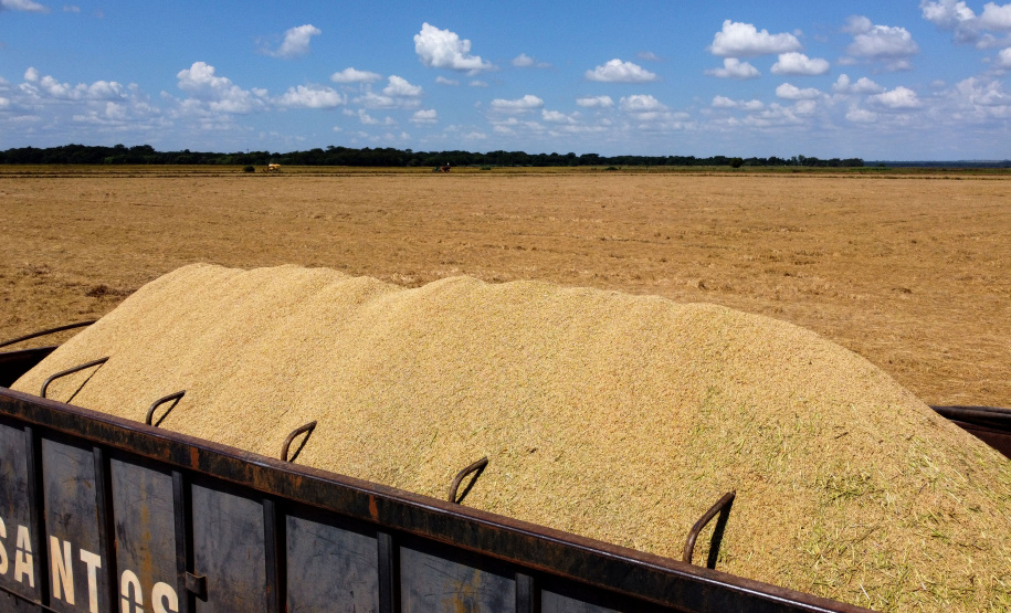 Fazenda Bassani em Santa Isabel do Ivaí. Foto: Ari Dias/AEN