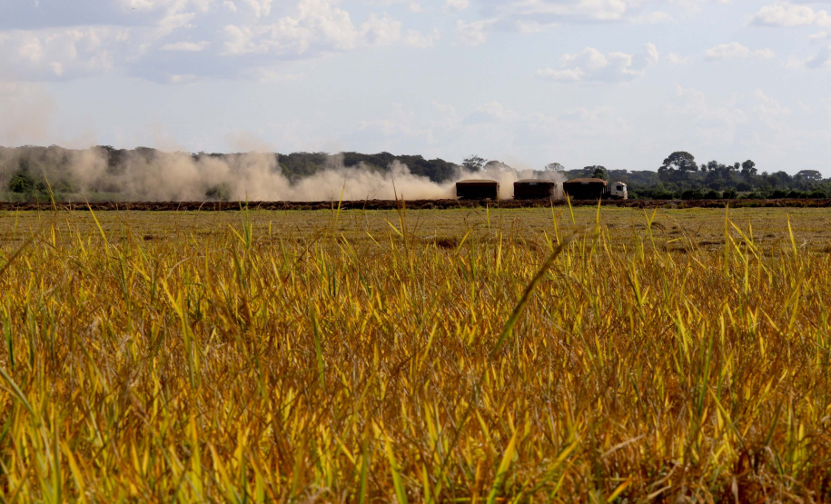 Colheita de arroz - Fazendas Volta Grande e Nova Brasília.Foto: Ari Dias/AEN