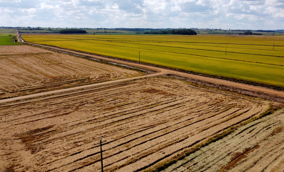 Fazenda Bassani em Santa Isabel do Ivaí. Foto: Ari Dias/AEN