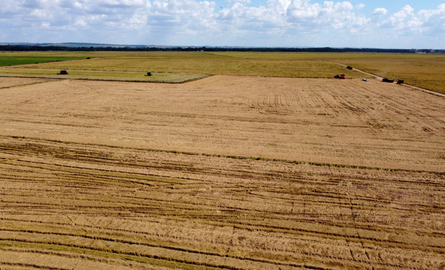 Fazenda Bassani em Santa Isabel do Ivaí. Foto: Ari Dias/AEN