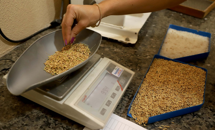 Colheita de arroz - Fazendas Volta Grande e Nova Brasília.Foto: Ari Dias/AEN