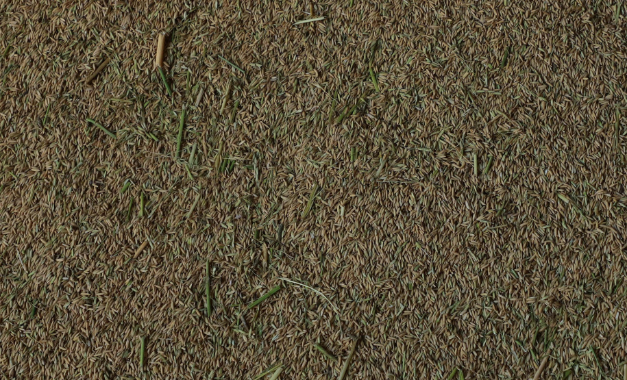 Colheita de arroz - Fazendas Volta Grande e Nova Brasília.Foto: Ari Dias/AEN