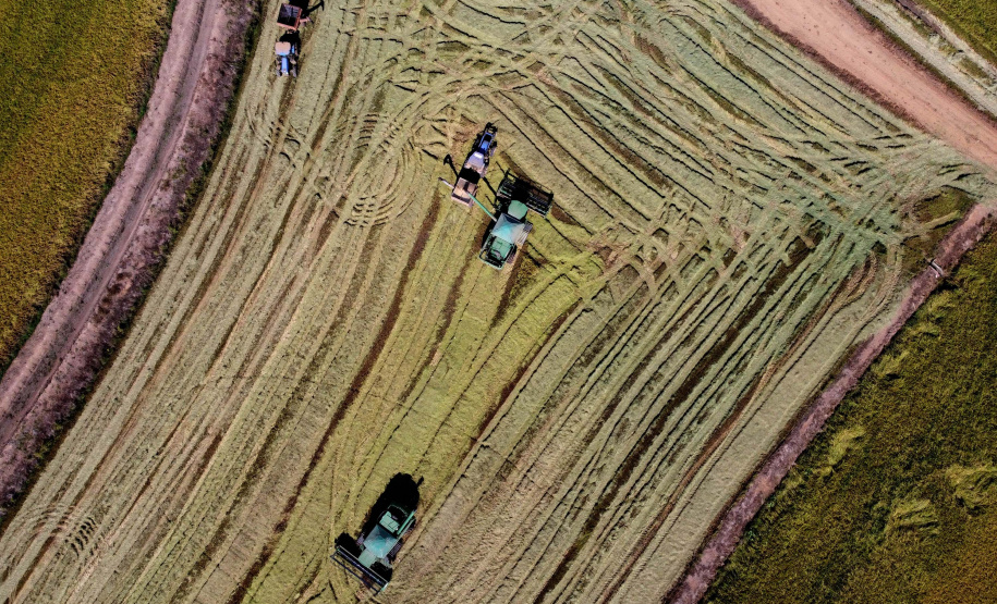 Colheita de arroz - Fazendas Volta Grande e Nova Brasília.Foto: Ari Dias/AEN