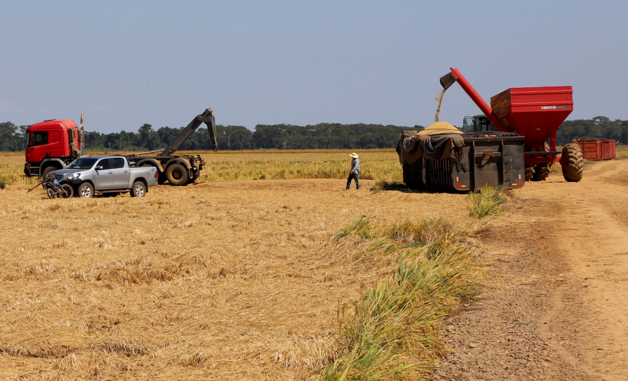 Fazenda Bassani em Santa Isabel do Ivaí. Foto: Ari Dias/AEN