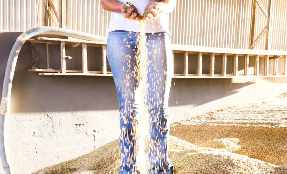 Colheita de arroz - Fazendas Volta Grande e Nova Brasília.Poliana Ramilde. Foto: Ari Dias/AEN