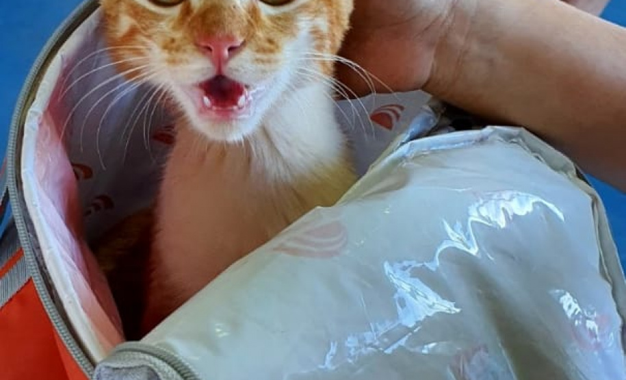 O CastraPet, Programa Permanente de Esterilização de Cães e Gatos, estará em Piraquara, entre os dias 25 e 29 de maio, para castrar mais de 700 animais domésticos no município. Foto:SEDEST