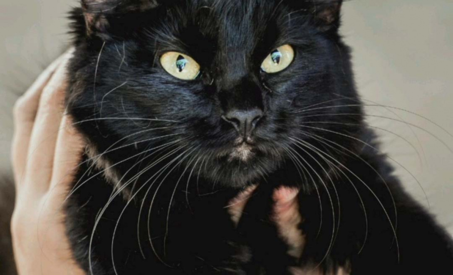 O CastraPet, Programa Permanente de Esterilização de Cães e Gatos, estará em Piraquara, entre os dias 25 e 29 de maio, para castrar mais de 700 animais domésticos no município. Foto:SEDEST