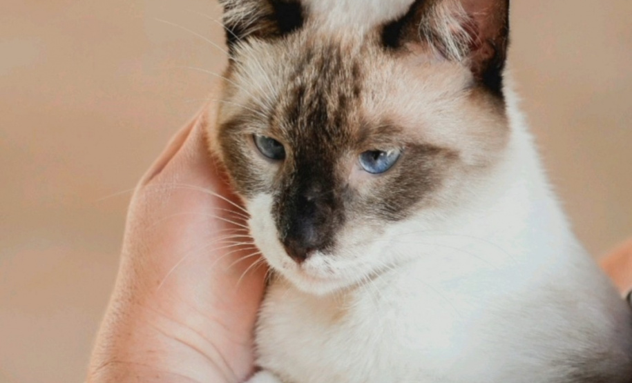 O CastraPet, Programa Permanente de Esterilização de Cães e Gatos, estará em Piraquara, entre os dias 25 e 29 de maio, para castrar mais de 700 animais domésticos no município. Foto:SEDEST