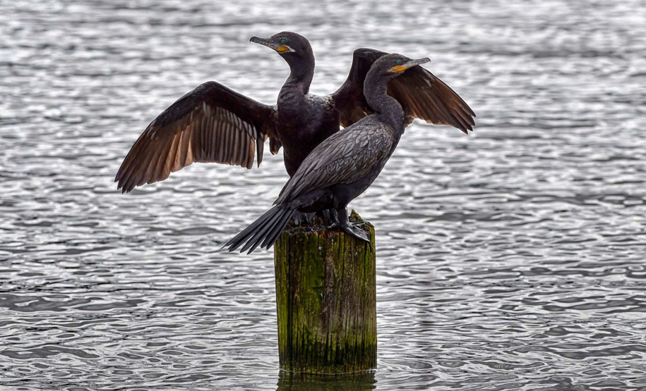 Programas e ações de conservação e restauração garantem a biodiversidade do Paraná.
Foto: Denis Ferreira Netto/SEDEST