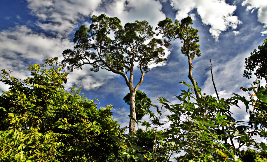 Programas e ações de conservação e restauração garantem a biodiversidade do Paraná. Foto: Denis Ferreira Netto/SEDEST