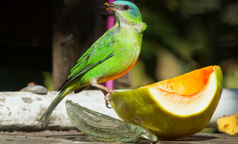 Programas e ações de conservação e restauração garantem a biodiversidade do Paraná.
Foto: Denis Ferreira Netto/SEDEST
