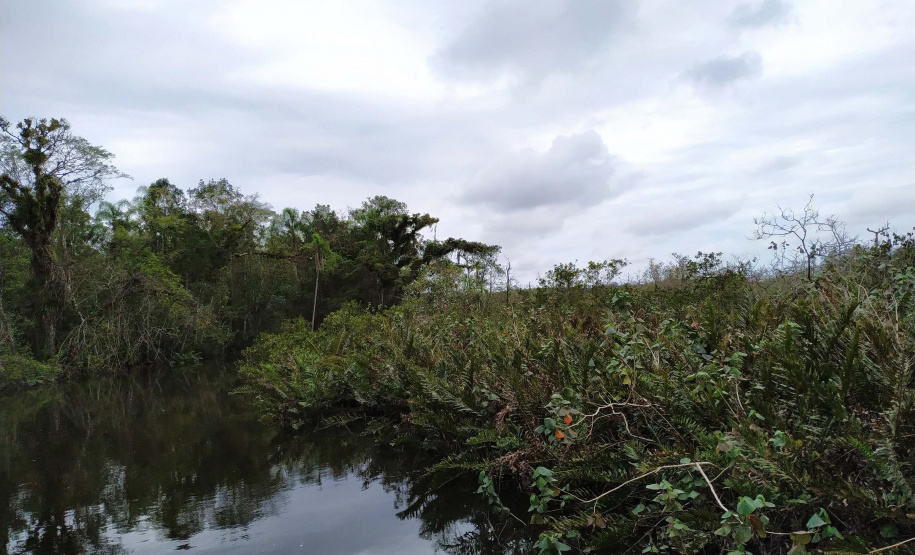 Programas e ações de conservação e restauração garantem a biodiversidade do Paraná.
Foto: /SEDEST