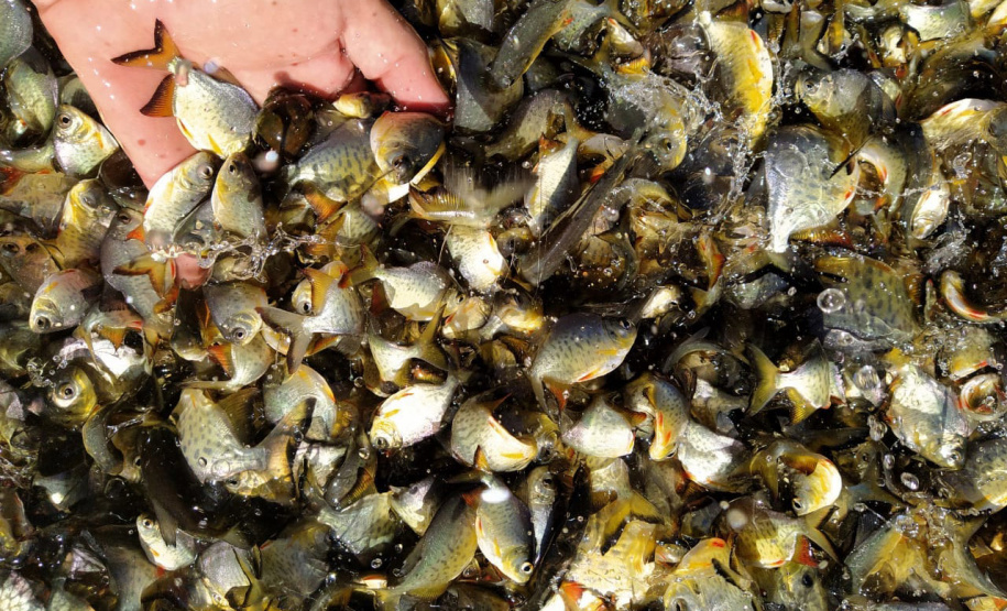Em quatro meses, rios do Paraná são repovoados com 500 mil peixes nativos. Foto: SEDEST