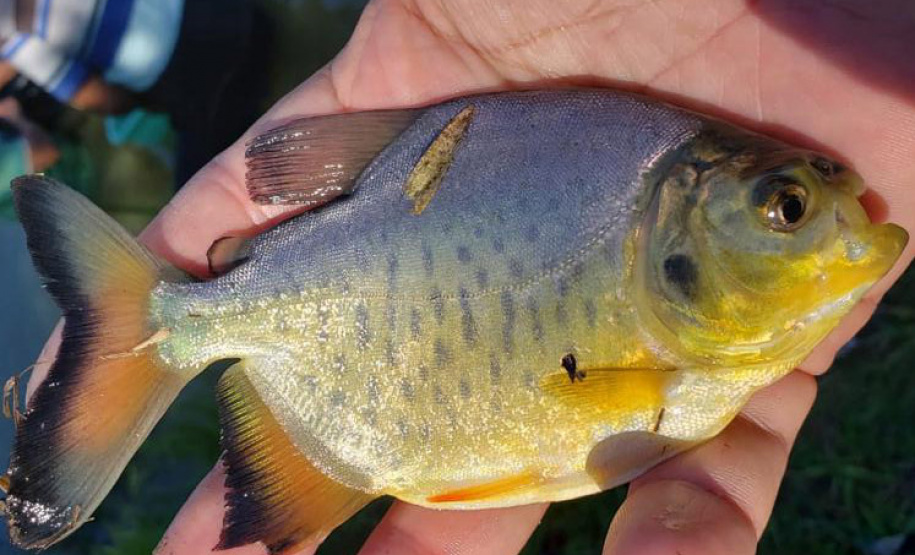 Em quatro meses, rios do Paraná são repovoados com 500 mil peixes nativos. Foto: SEDEST