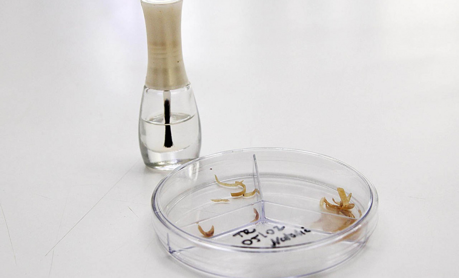 Esmalte verde - projeto da Agência de Inovação da UEL - Foto: UEL