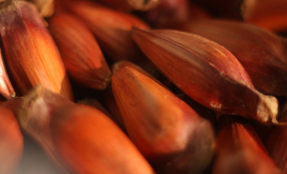 Pesquisadores da Universidade Estadual de Maringá (UEM), em conjunto com profissionais de outras instituições, publicaram internacionalmente um artigo científico que trata do uso da casca do pinhão para desenvolvimento de um material adsorvente de bisfenol A (BPA), ou seja, com propriedade de fixá-lo e, principalmente, removê-lo. O objetivo é reduzir problemas socioambientais.  Foto: UEM