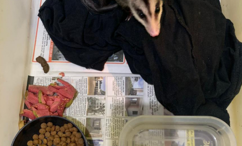 Animais de espécimes nativas e exóticas foram apreendidos durante cumprimento de mandados de busca e apreensão em Maringá, no Noroeste do Estado, nesta terça-feira (25). A operação contou com o apoio do Batalhão de Polícia Ambiental ? Força Verde. - Foto: IAT/SEDEST