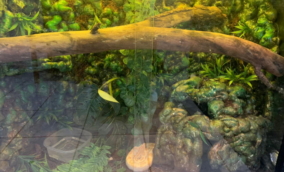 Animais de espécimes nativas e exóticas foram apreendidos durante cumprimento de mandados de busca e apreensão em Maringá, no Noroeste do Estado, nesta terça-feira (25). A operação contou com o apoio do Batalhão de Polícia Ambiental ? Força Verde. - Foto: IAT/SEDEST