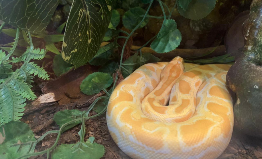 Animais de espécimes nativas e exóticas foram apreendidos durante cumprimento de mandados de busca e apreensão em Maringá, no Noroeste do Estado, nesta terça-feira (25). A operação contou com o apoio do Batalhão de Polícia Ambiental ? Força Verde. - Foto: IAT/SEDEST