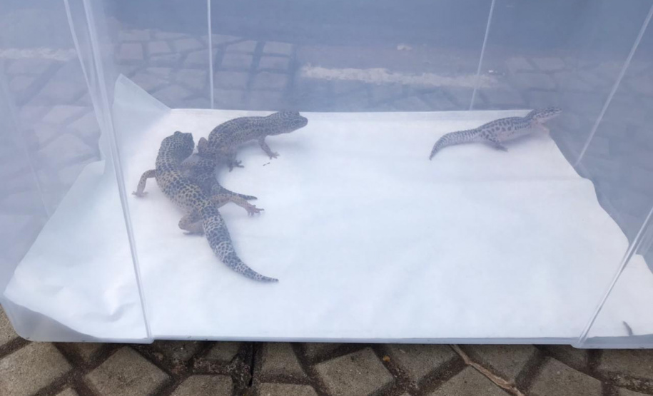 Animais de espécimes nativas e exóticas foram apreendidos durante cumprimento de mandados de busca e apreensão em Maringá, no Noroeste do Estado, nesta terça-feira (25). A operação contou com o apoio do Batalhão de Polícia Ambiental ? Força Verde. - Foto: IAT/SEDEST