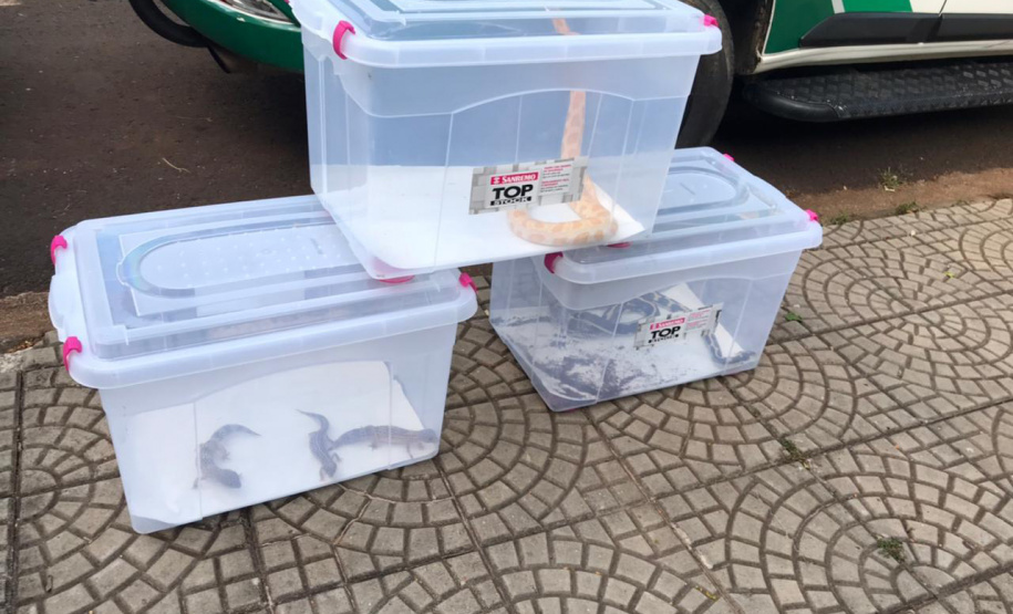 Animais de espécimes nativas e exóticas foram apreendidos durante cumprimento de mandados de busca e apreensão em Maringá, no Noroeste do Estado, nesta terça-feira (25). A operação contou com o apoio do Batalhão de Polícia Ambiental ? Força Verde. - Foto: IAT/SEDEST