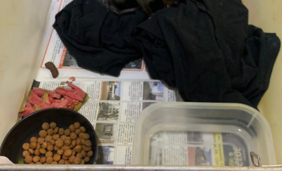 Animais de espécimes nativas e exóticas foram apreendidos durante cumprimento de mandados de busca e apreensão em Maringá, no Noroeste do Estado, nesta terça-feira (25). A operação contou com o apoio do Batalhão de Polícia Ambiental ? Força Verde. - Foto: IAT/SEDEST